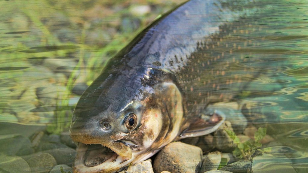 Река Уилсон закрыта для ловли лосося
